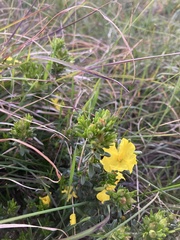 Hibbertia sericea