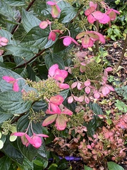 Hydrangea