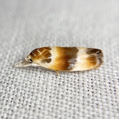 Piloprepes anassa