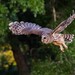 Barred Owl - Photo (c) Fran Meyerson, some rights reserved (CC BY-NC-ND), uploaded by Fran Meyerson