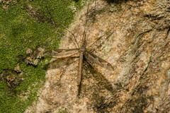 Tipula maxima