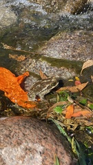 Rhinella arenarum