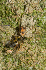 Leiobunum limbatum