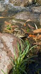 Rhinella arenarum