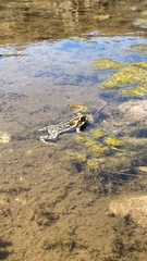 Rhinella arenarum