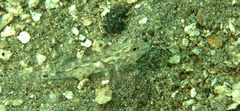 Fusigobius neophytus
