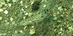 Fusigobius neophytus