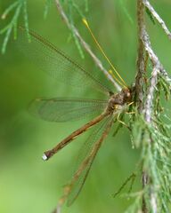 Haploglenius flavicornis