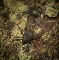Onidistus araneus
