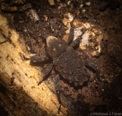 Poropterus variabilis