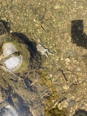 Rhinella arenarum