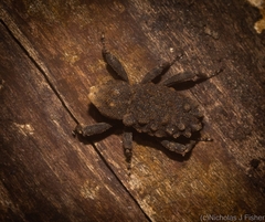 Poropterus variabilis