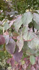 Cornus sanguinea