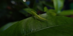 Tropidomantis