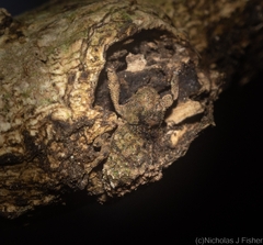 Tychreus sellatus