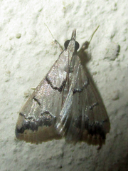 Autocharis