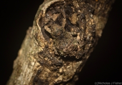 Tychreus sellatus