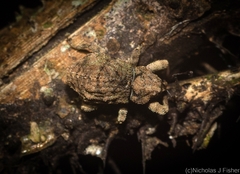 Tychreus sellatus