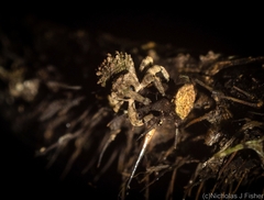 Tychreus sellatus