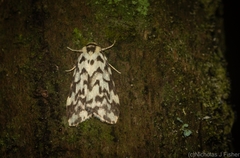 Goniosema anguliscripta