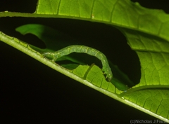 Larentiinae
