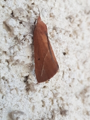 Compsoptera opacaria