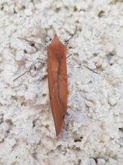 Compsoptera opacaria