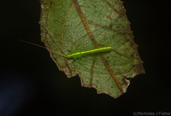 Ankylopteryx pallida