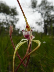 Caladenia tentaculata × venusta
