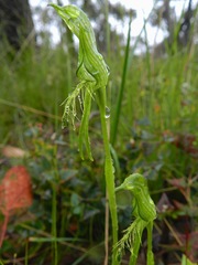Pterostylis unicornis