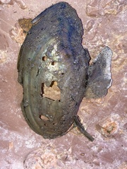 Utterbackia imbecillis