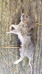 Neotoma floridana