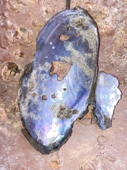 Utterbackia imbecillis