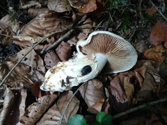 Cortinarius vulpinus