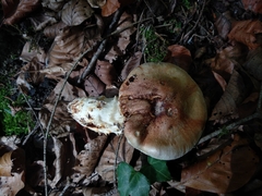 Cortinarius vulpinus