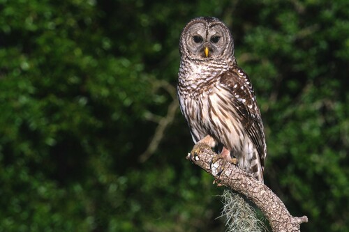 Barred Owl, photo 8 of 9