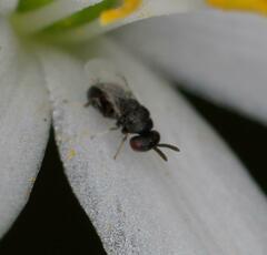 Eurytominae