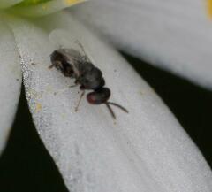 Eurytominae