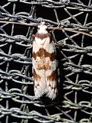 Oxythecta alternella