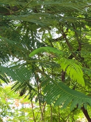 Pycnonotus sinensis formosae