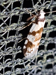 Oxythecta alternella