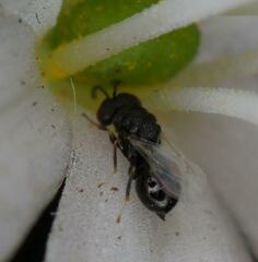 Eurytominae
