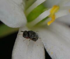 Eurytominae