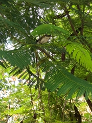 Pycnonotus sinensis formosae