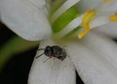 Eurytominae