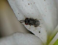 Eurytominae