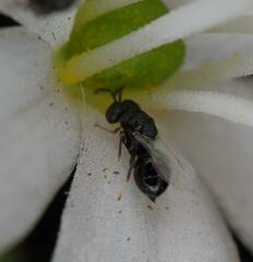 Eurytominae
