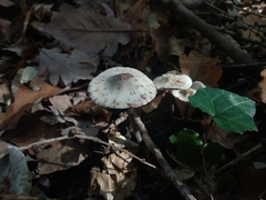 Mycena zephirus