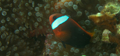 Amphiprion melanopus