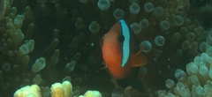 Amphiprion melanopus